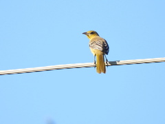 Icterus cucullatus