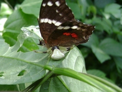 Misumenoides