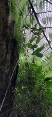Cobaea scandens