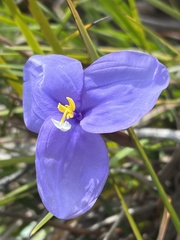 Patersonia occidentalis occidentalis