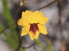 Goodenia trinervis