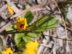 Goodenia trinervis