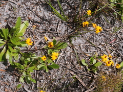 Goodenia trinervis