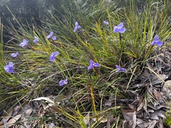 Patersonia occidentalis occidentalis