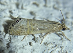 Euchromius