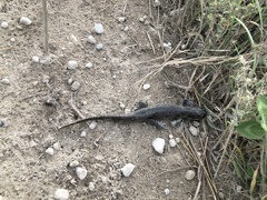 Ambystoma tigrinum