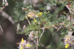 Dalea melantha