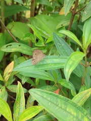 Mycalesis perseoides