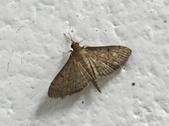 Herpetogramma phaeopteralis