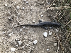 Ambystoma tigrinum