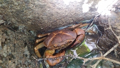 Barytelphusa cunicularis