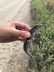 Ambystoma tigrinum