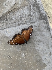 Danaus eresimus montezuma