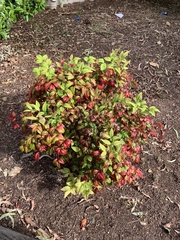 Nandina