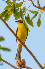 Sphecotheres vieilloti