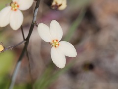 Stylidium spathulatum