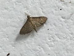 Herpetogramma phaeopteralis