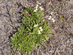 Stylidium spathulatum