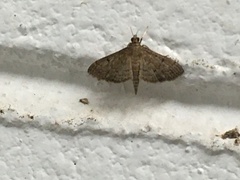 Herpetogramma phaeopteralis