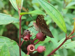 Euthalia adonia pinwilli
