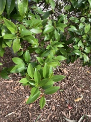 Denhamia celastroides