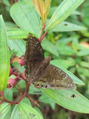 Euthalia adonia pinwilli