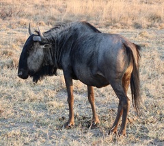 Connochaetes taurinus taurinus