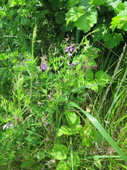 Lathyrus palustris pilosus