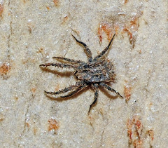 Caeculidae