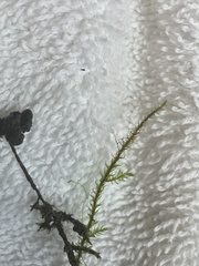 Ptychostomum pseudotriquetrum