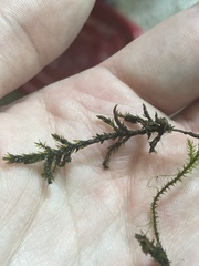 Ptychostomum pseudotriquetrum