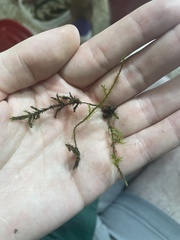 Ptychostomum pseudotriquetrum