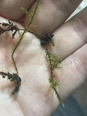 Ptychostomum pseudotriquetrum