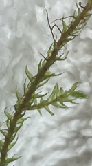 Ptychostomum pseudotriquetrum