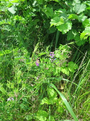 Lathyrus palustris pilosus