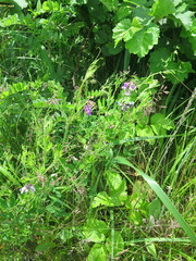 Lathyrus palustris pilosus