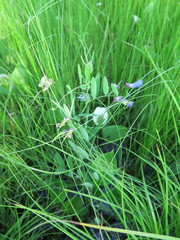 Lathyrus palustris pilosus