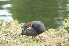 Gallinula chloropus chloropus