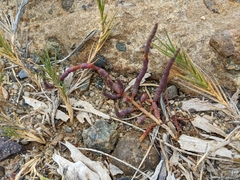 Salicornia pacifica