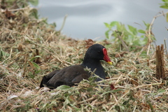Gallinula chloropus chloropus