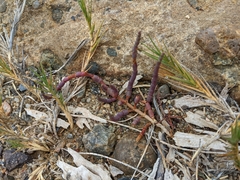 Salicornia pacifica