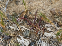 Salicornia pacifica