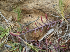 Salicornia pacifica