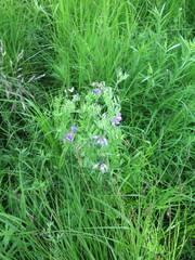 Lathyrus palustris pilosus