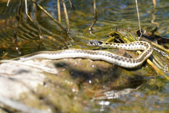 Thamnophis cyrtopsis