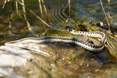 Thamnophis cyrtopsis