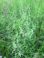 Lathyrus palustris pilosus