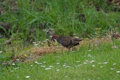 Gallirallus philippensis