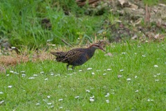 Gallirallus philippensis