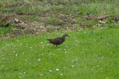 Gallirallus philippensis